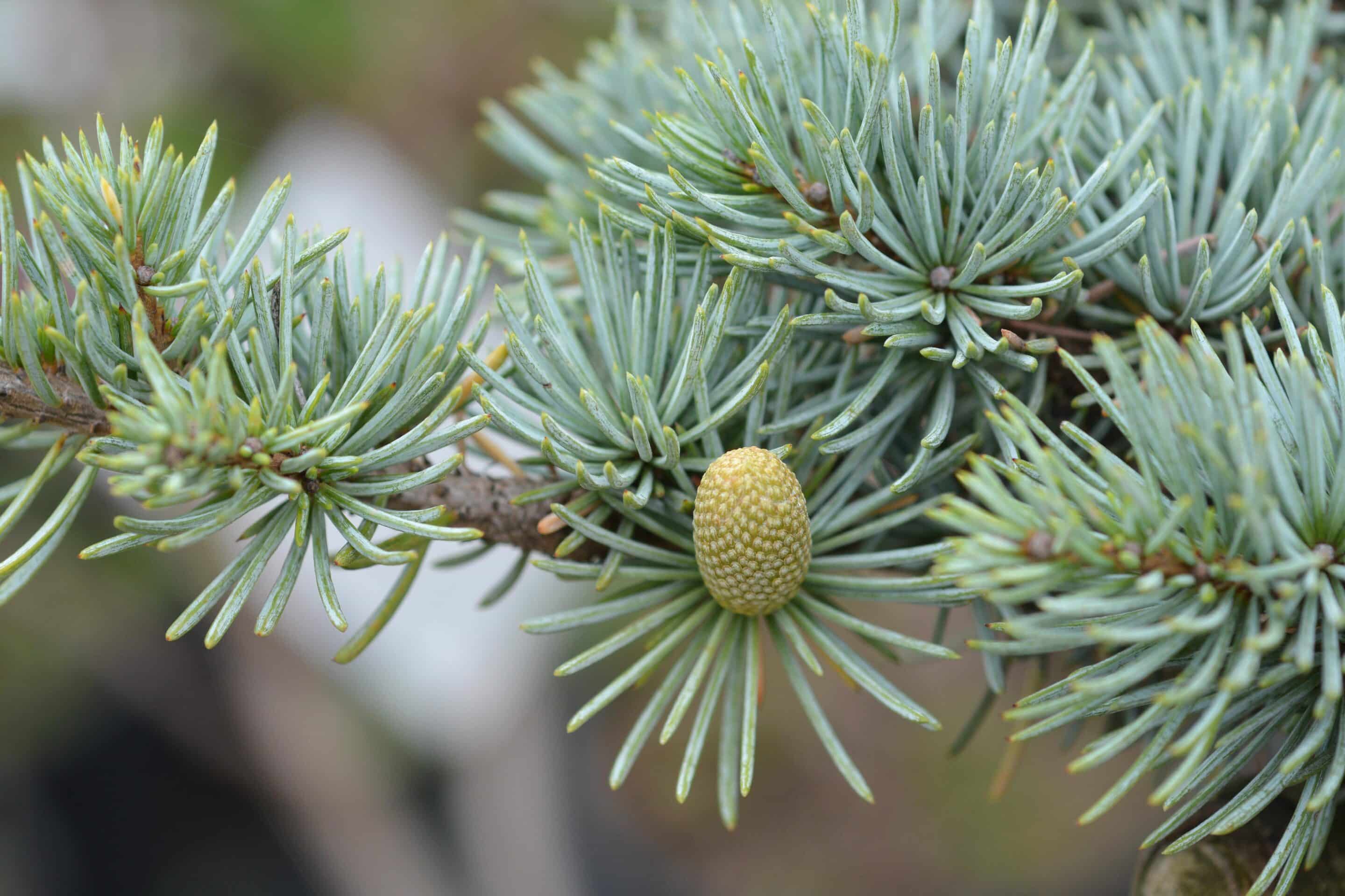 Cedarwood Oil Atlas-min
