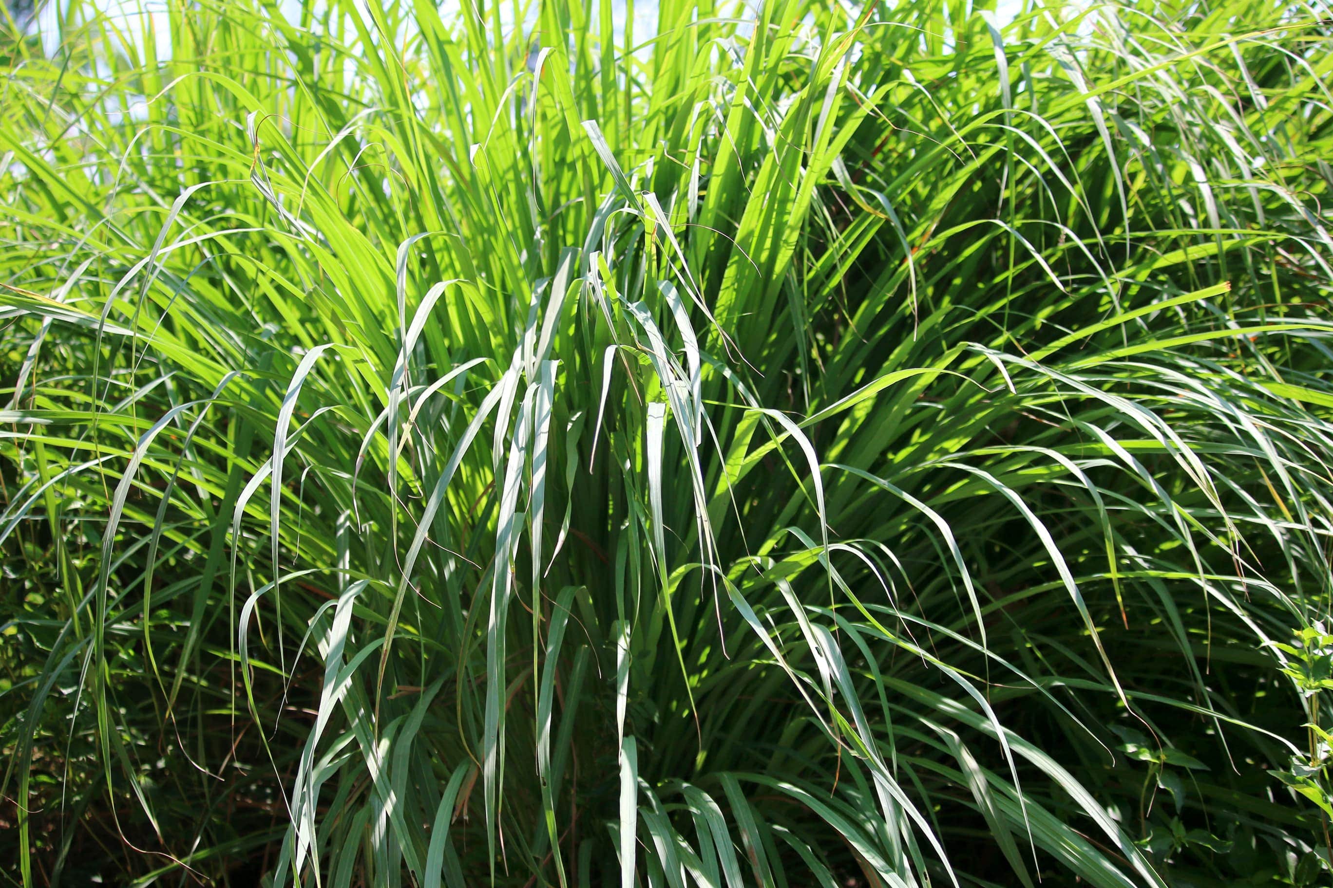Citronella Oil-min