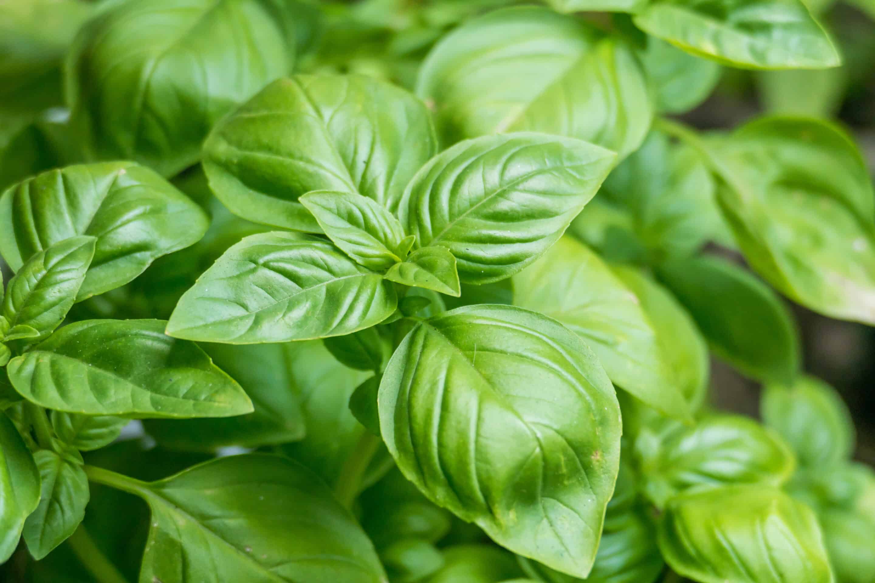 Basil,Plants,Ocimum,Basilicum,Growing,Potted,Outdoor
