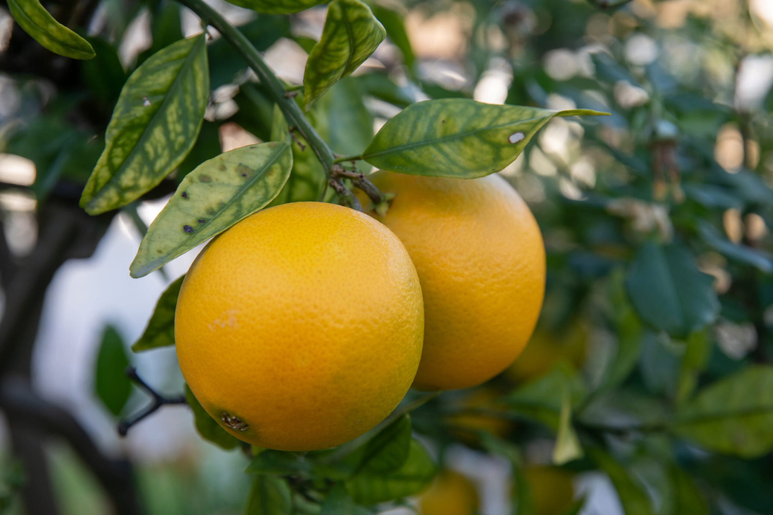 Close-up,Of,Orange,Tree,Citrus,Sinensis,With,Fruits,And,Leaves
