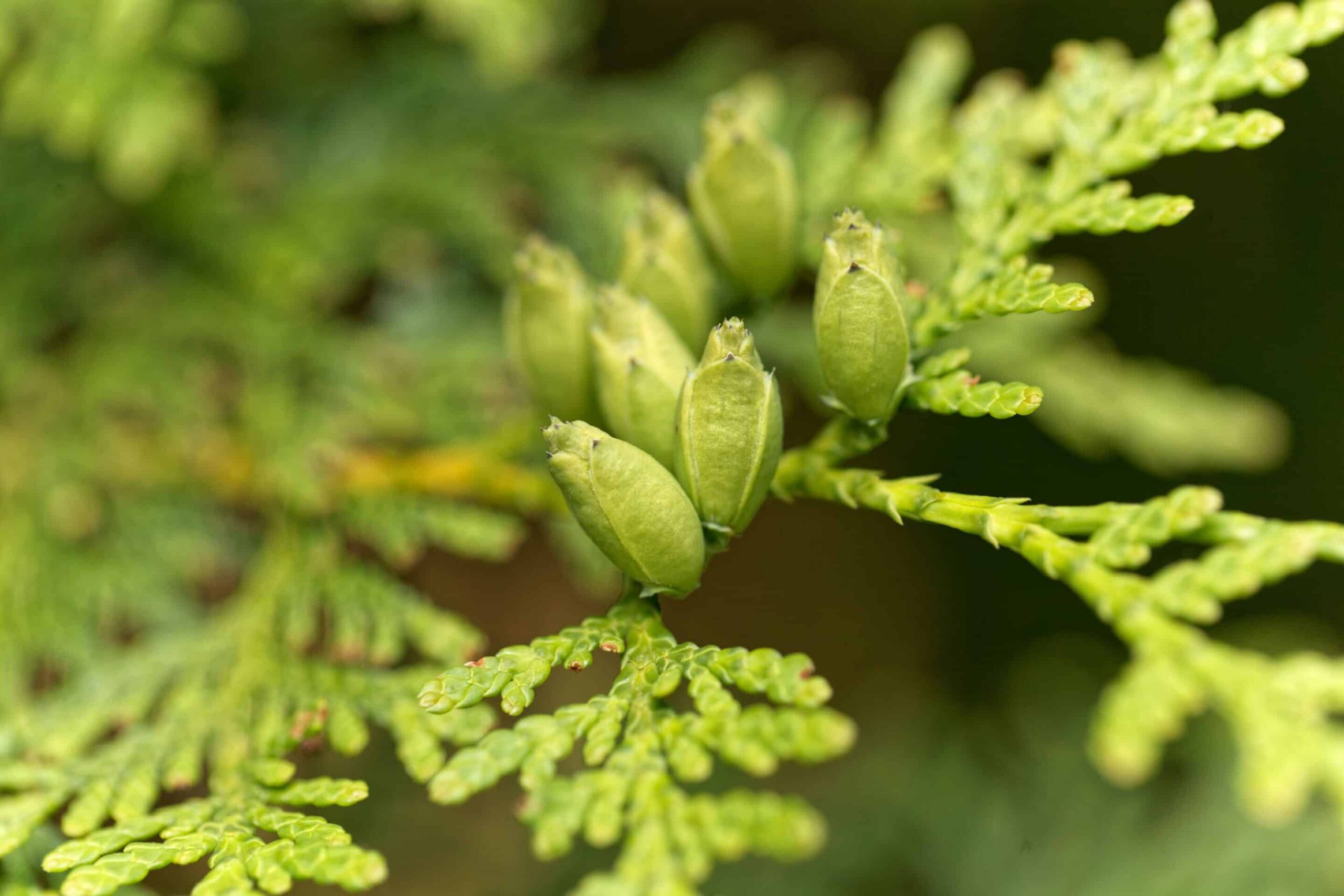 Cedar Leaf Oil-min