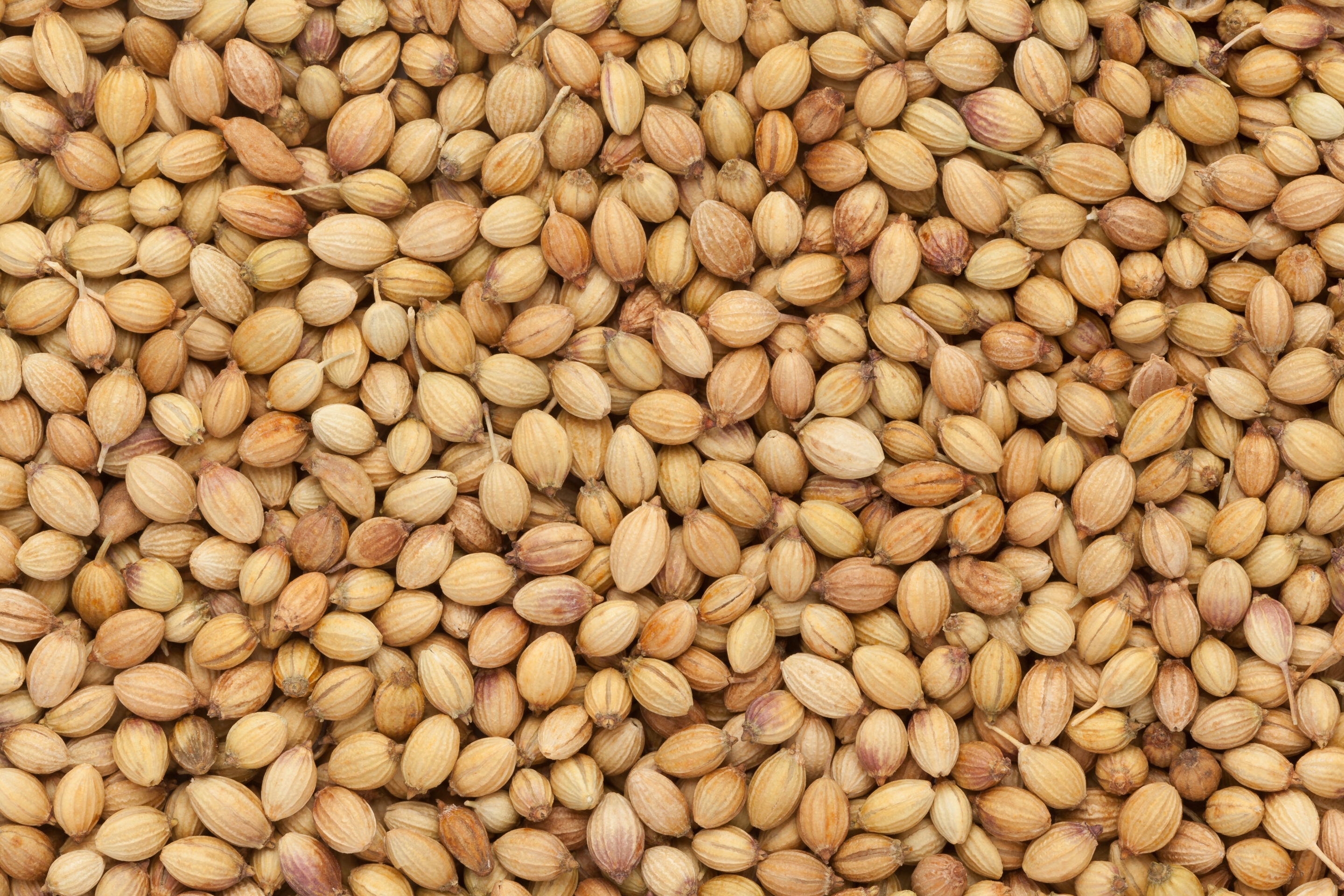 Did you know that Coriander is one of the oldest species on record? It can be traced back for thousands of years!