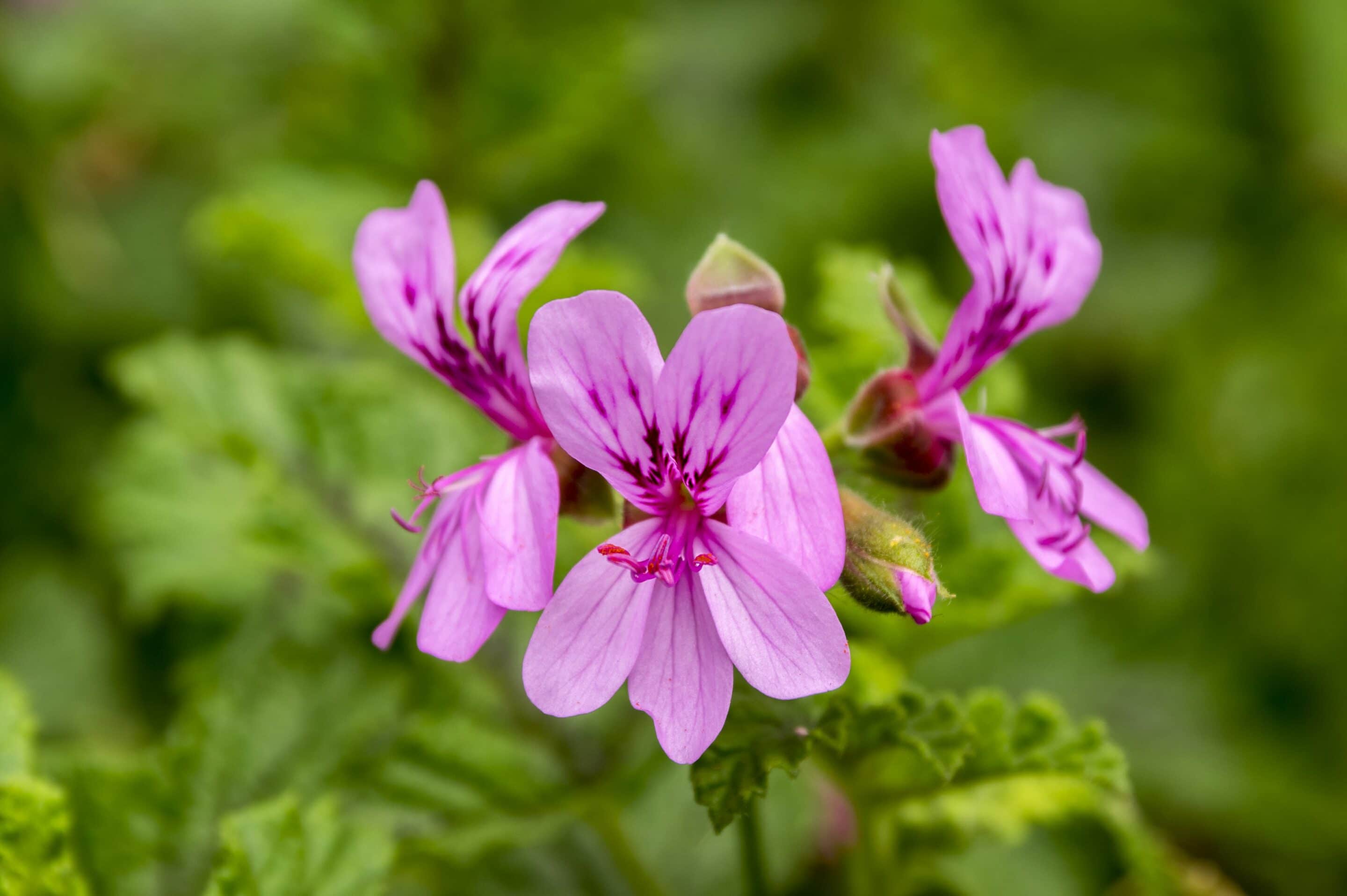 Geranium Oil-min