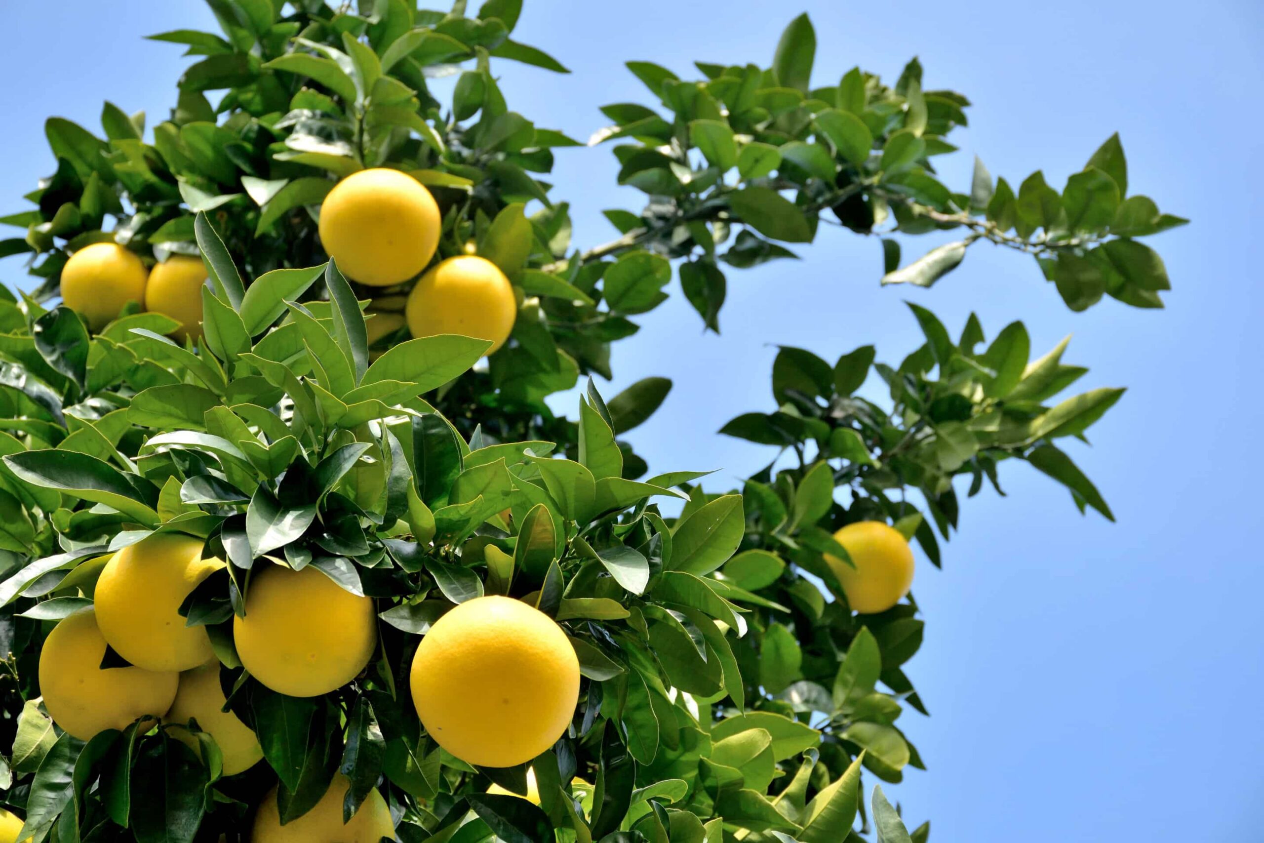Grapefruit,Tree,-,Citrus,X,Paradisi.