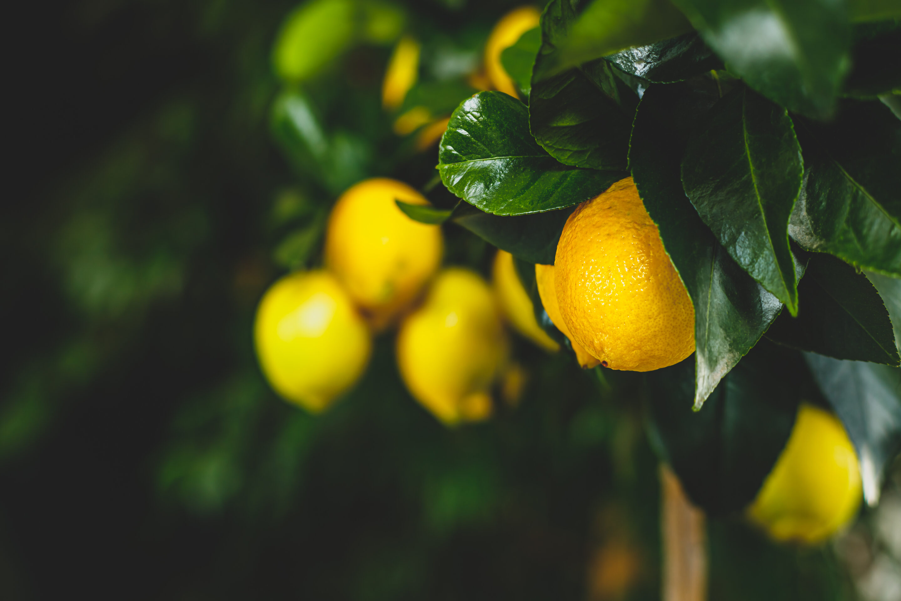 Yellow,Citrus,Lemon,Fruit,And,Green,Leaves,In,Garden.,Citrus