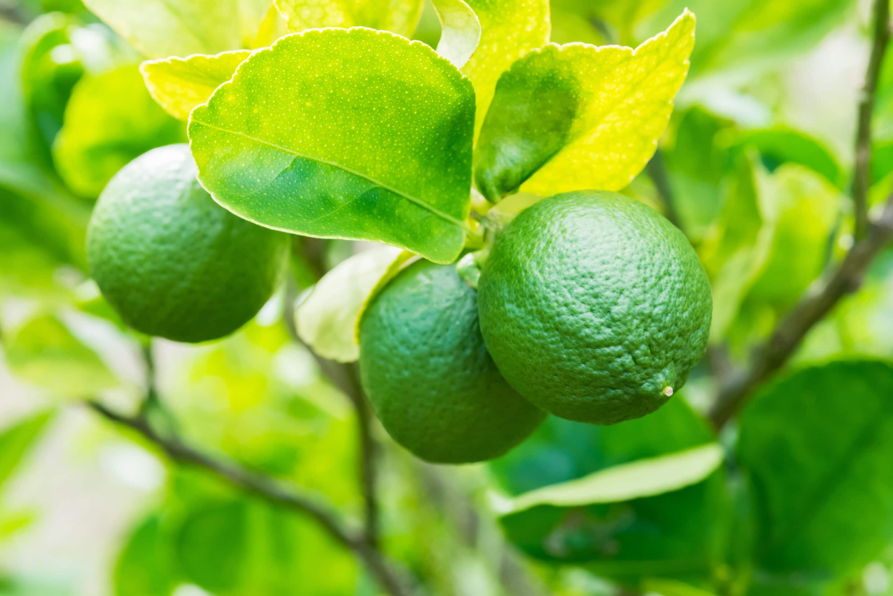 Lemons,On,Tree,In,Garden