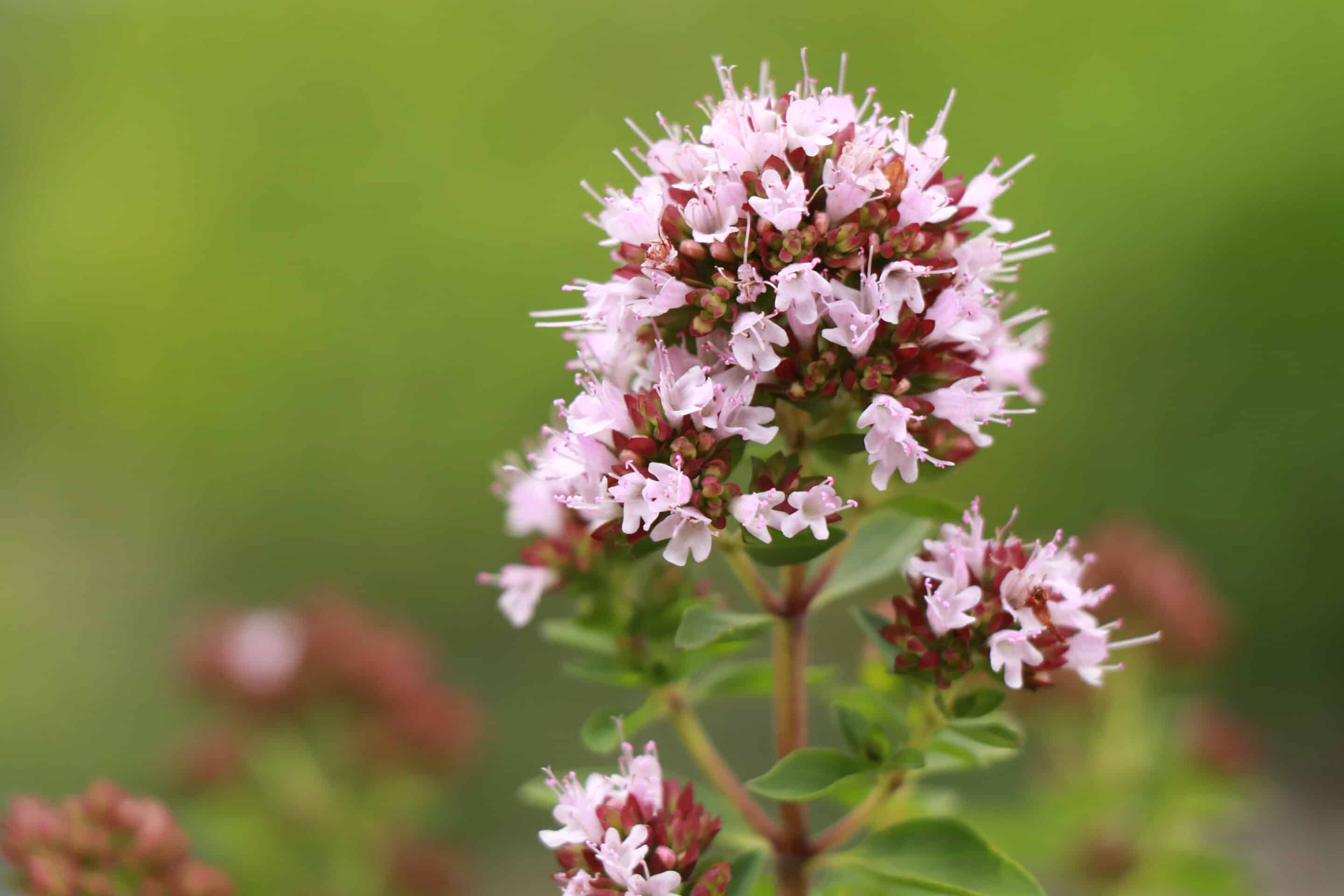 Marjoram Oil Sweet