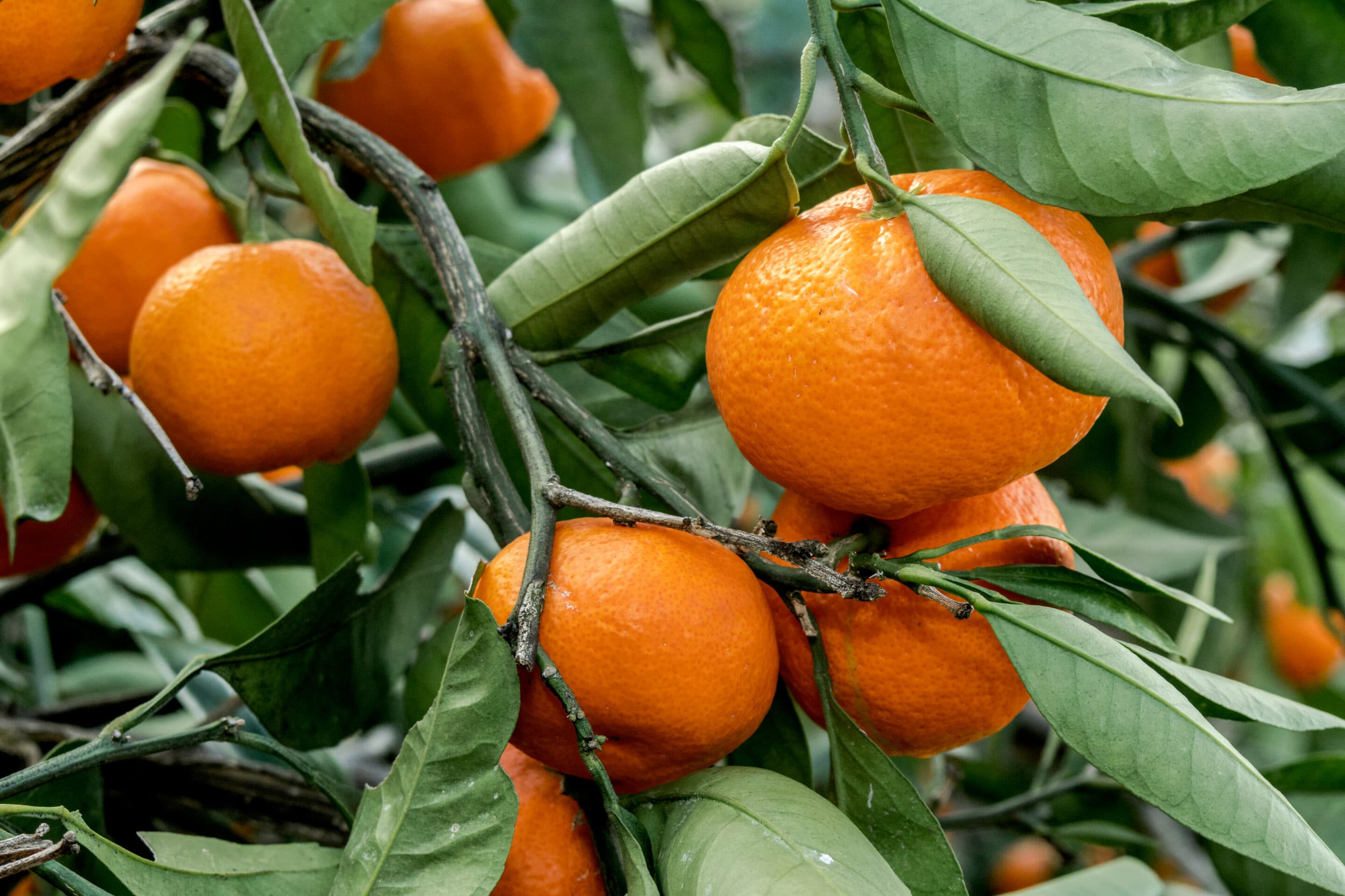 Did you know that the Mandarin fruit owes its name to the high officials of the Chinese empire?