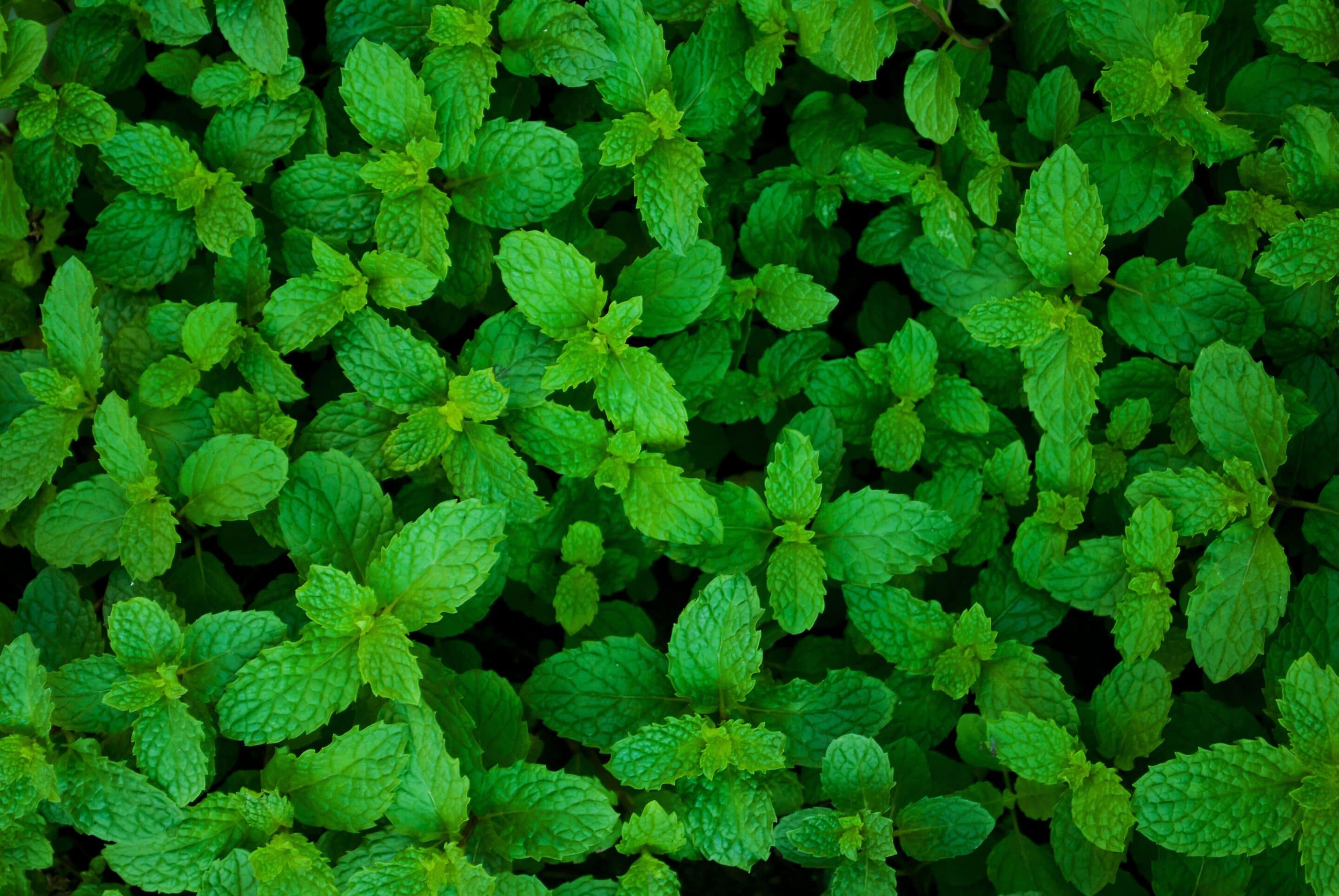 Mint - Cornmint Oil De-mentholized