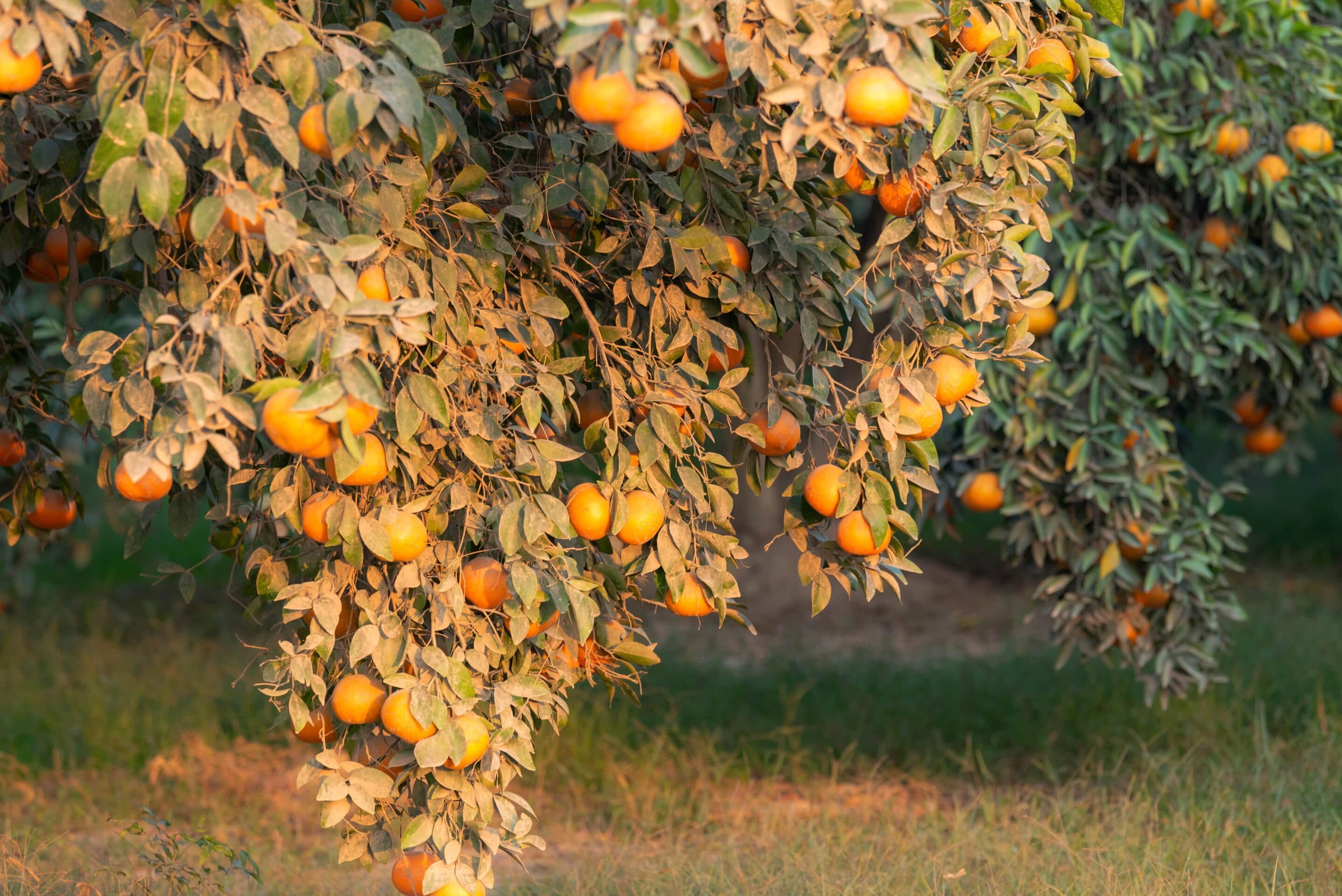 Orange Oil California