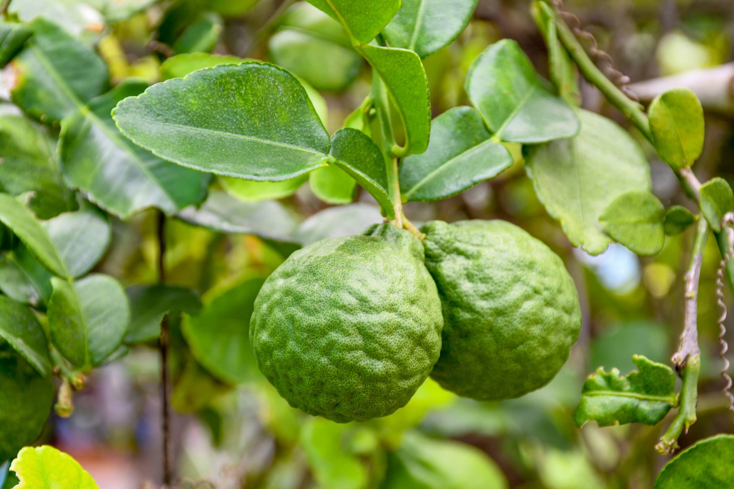 Bergamot,On,Tree,In,Gaden,Bergamot