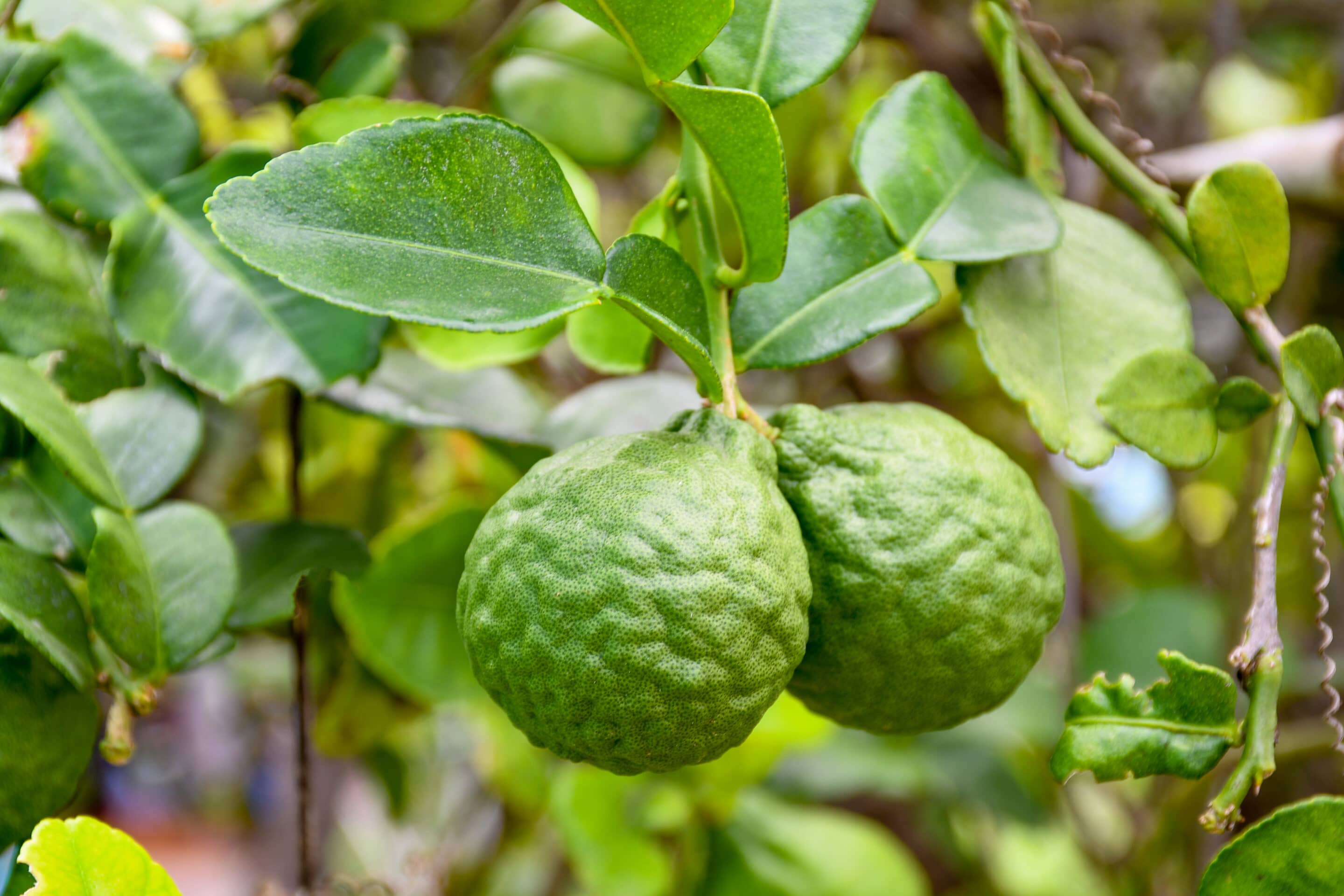 Bergamot,On,Tree,In,Gaden,Bergamot