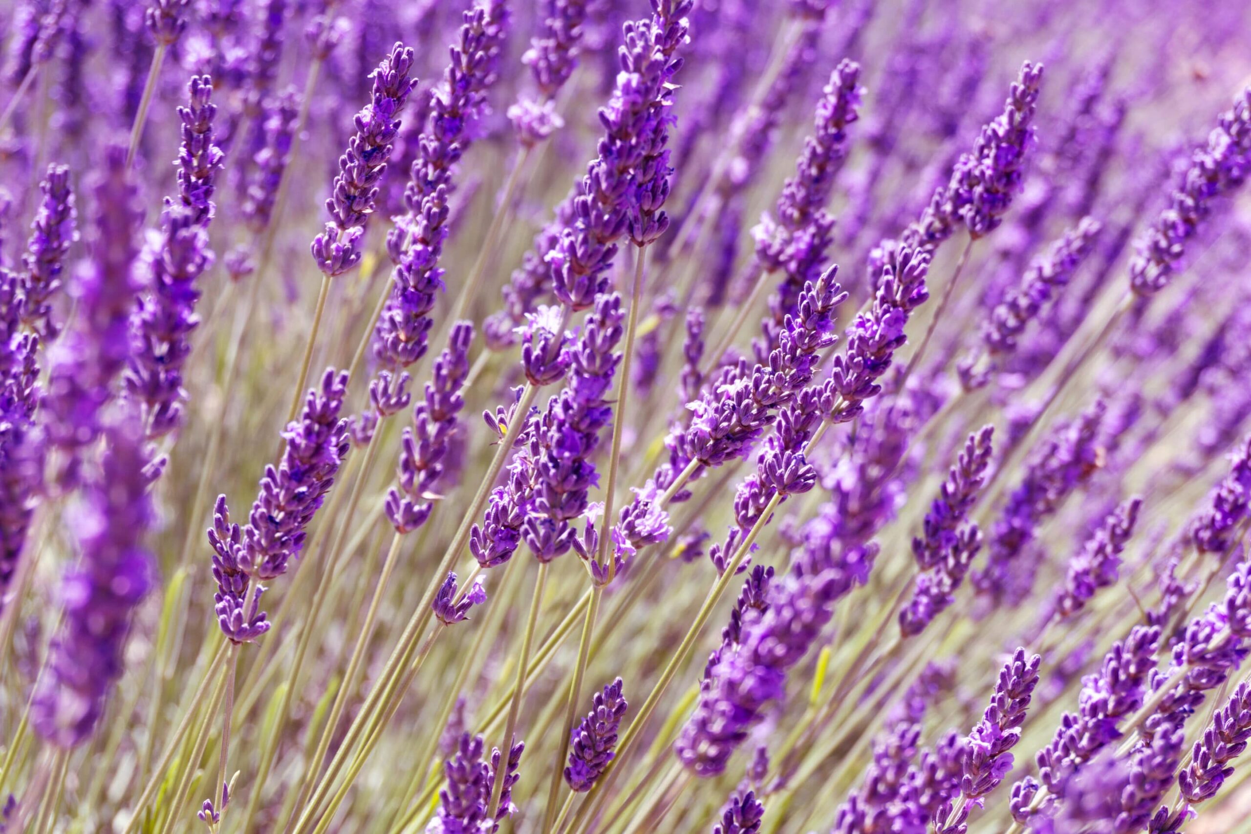 A,Macro,Of,Lavanda,And,Lavandin