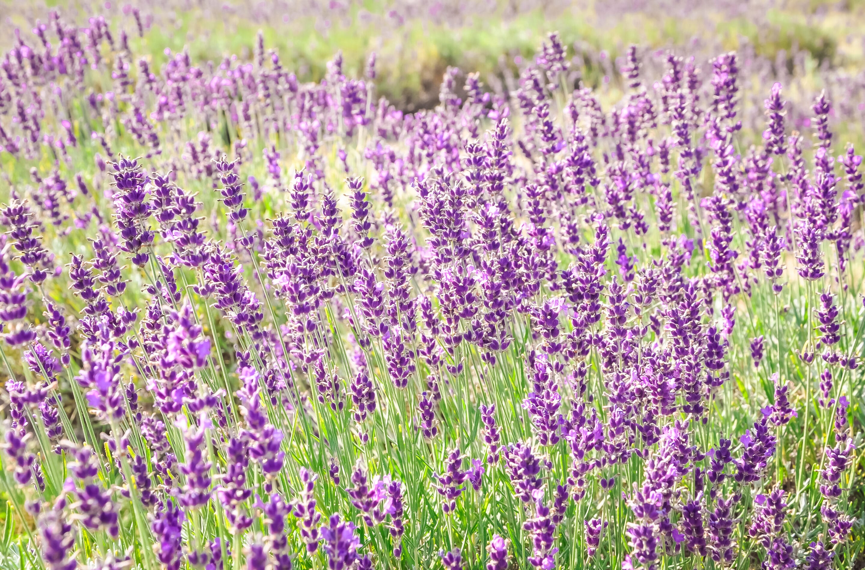 Blooming,Lavender,Flowers,In,The,Field