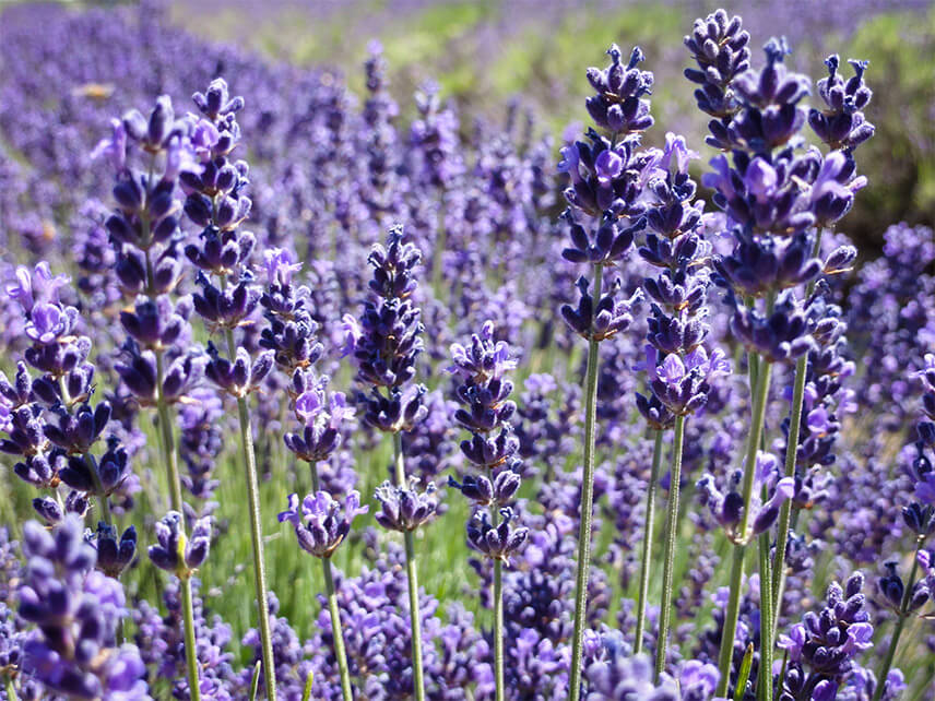 The botanical name of Lavandin is Lavandula Hybrida, can you guess why?