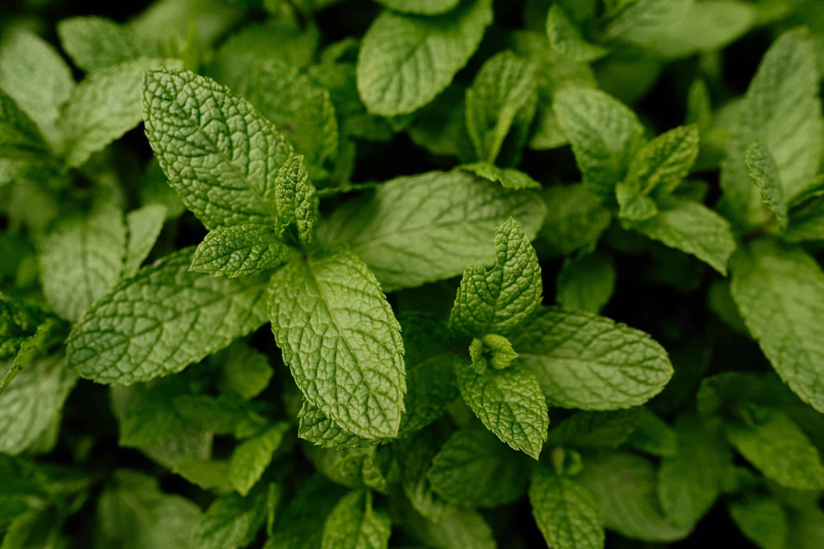 Peppermint Oil-min