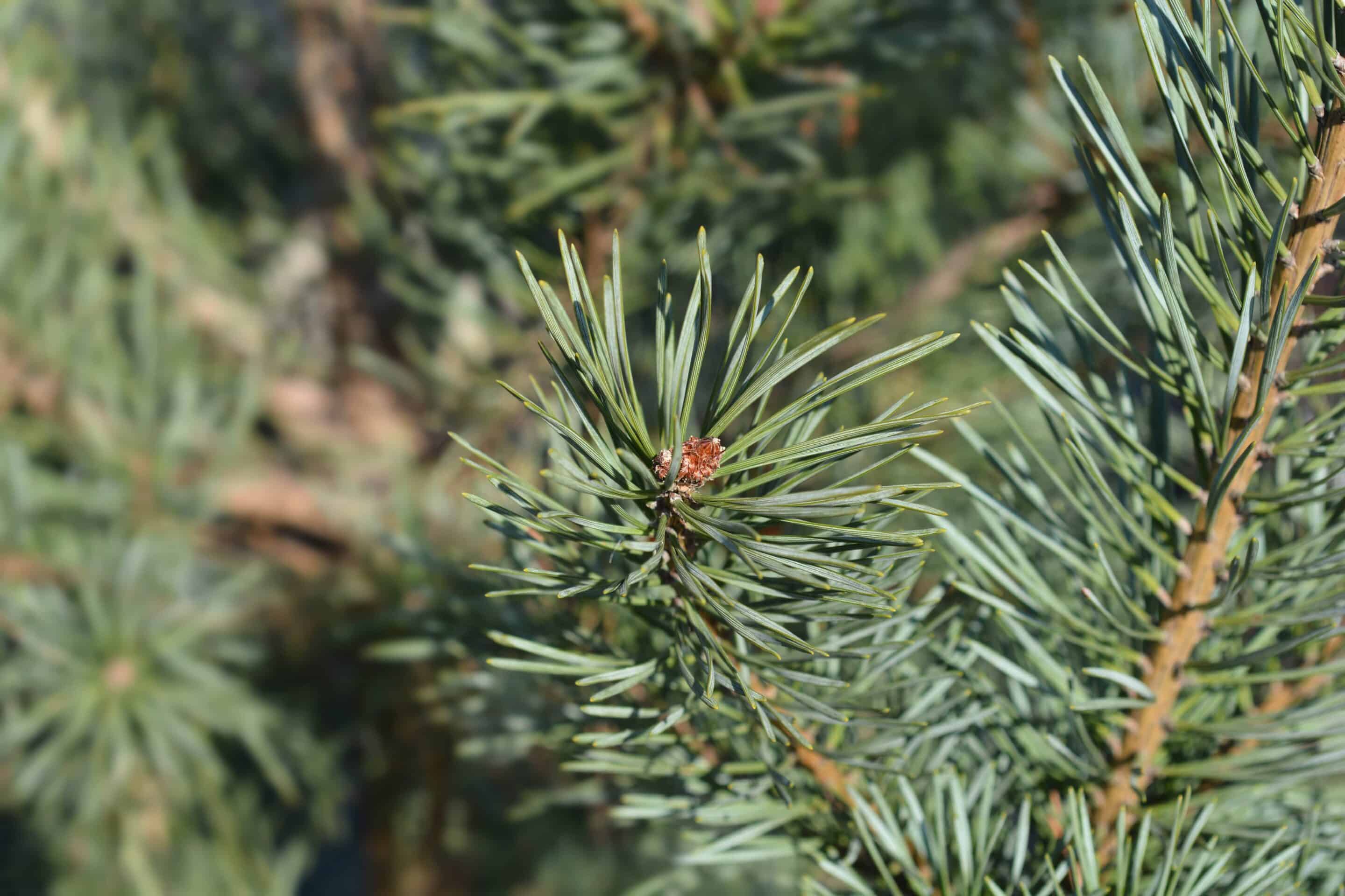 Pine Needle Oil