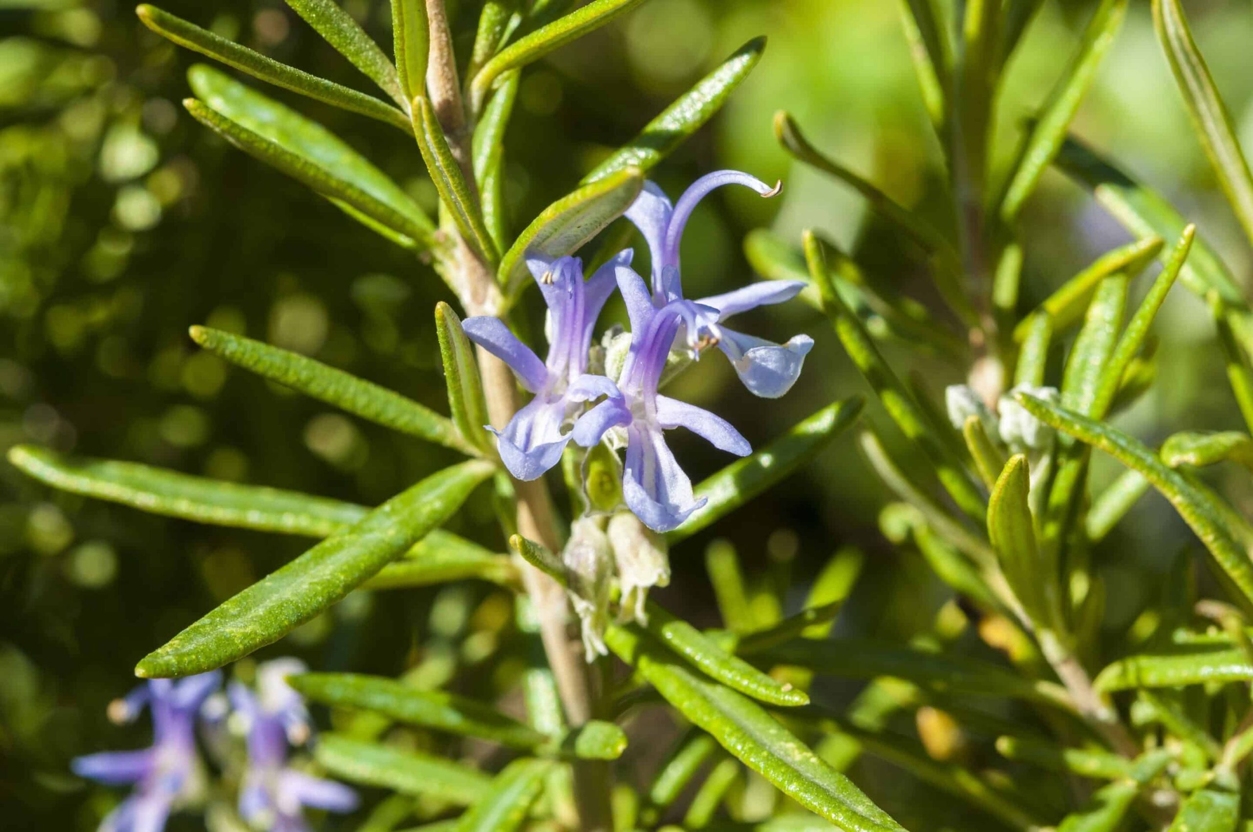 Rosemary Oil-min