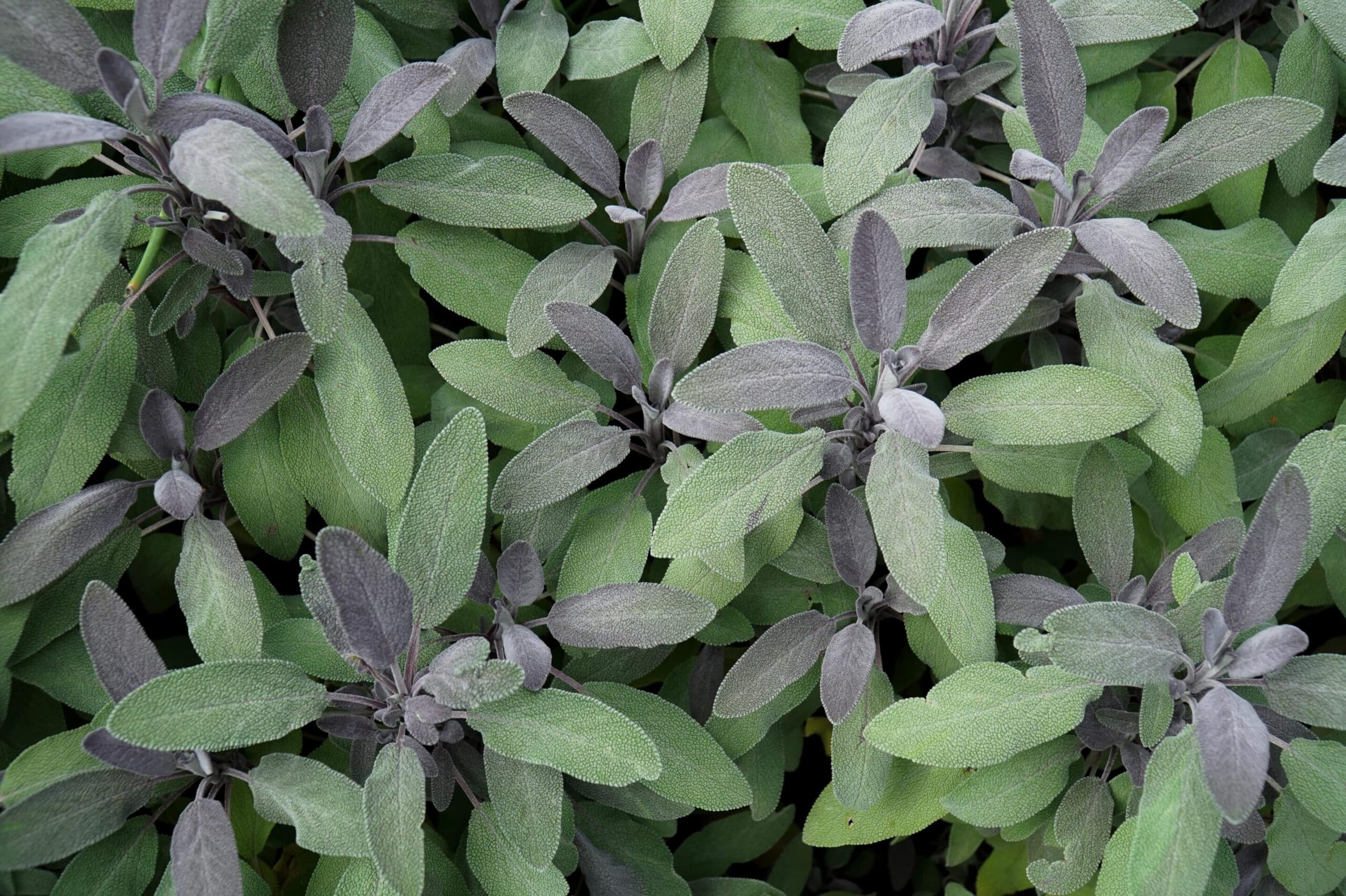 Sage Oil 30%
