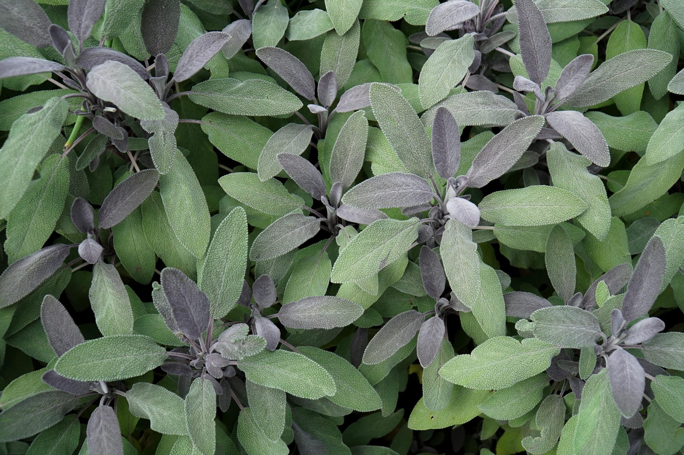 Sage Oil 30%-min