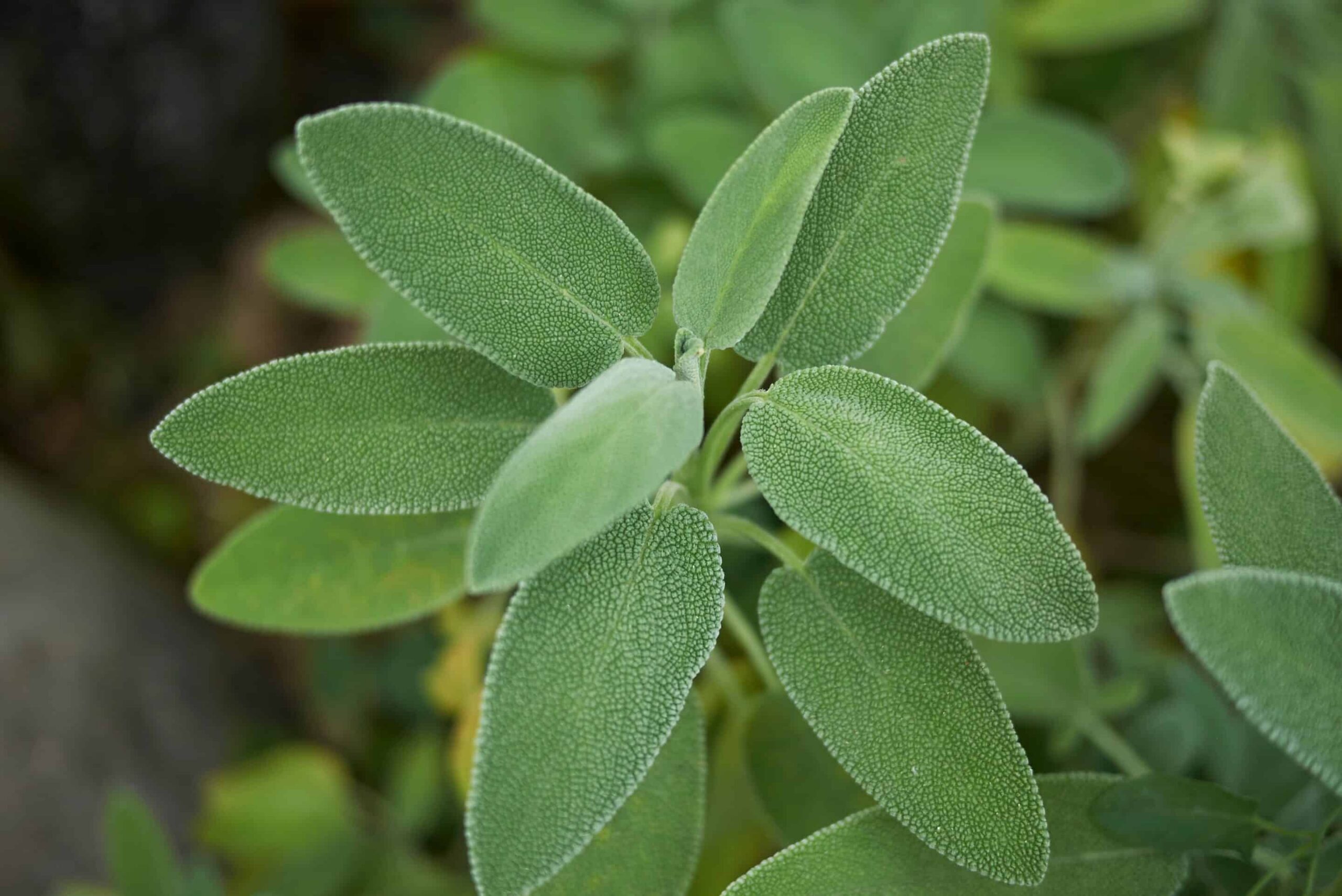 Sage Oil Spanish