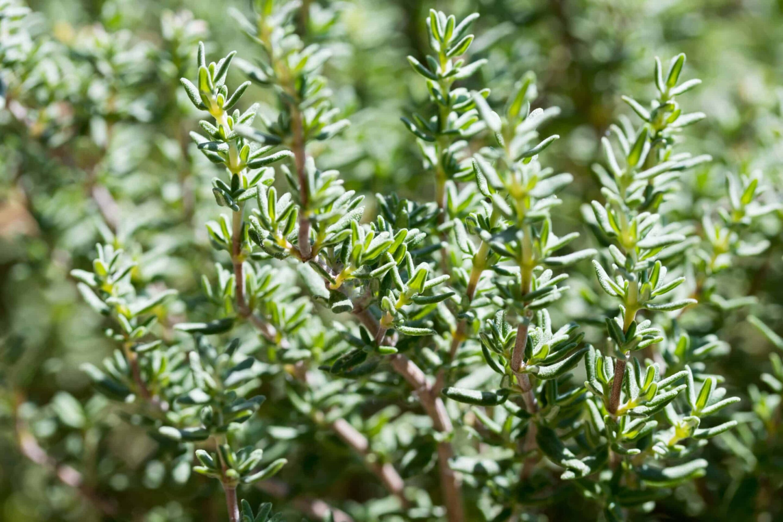 Thyme Oil-min