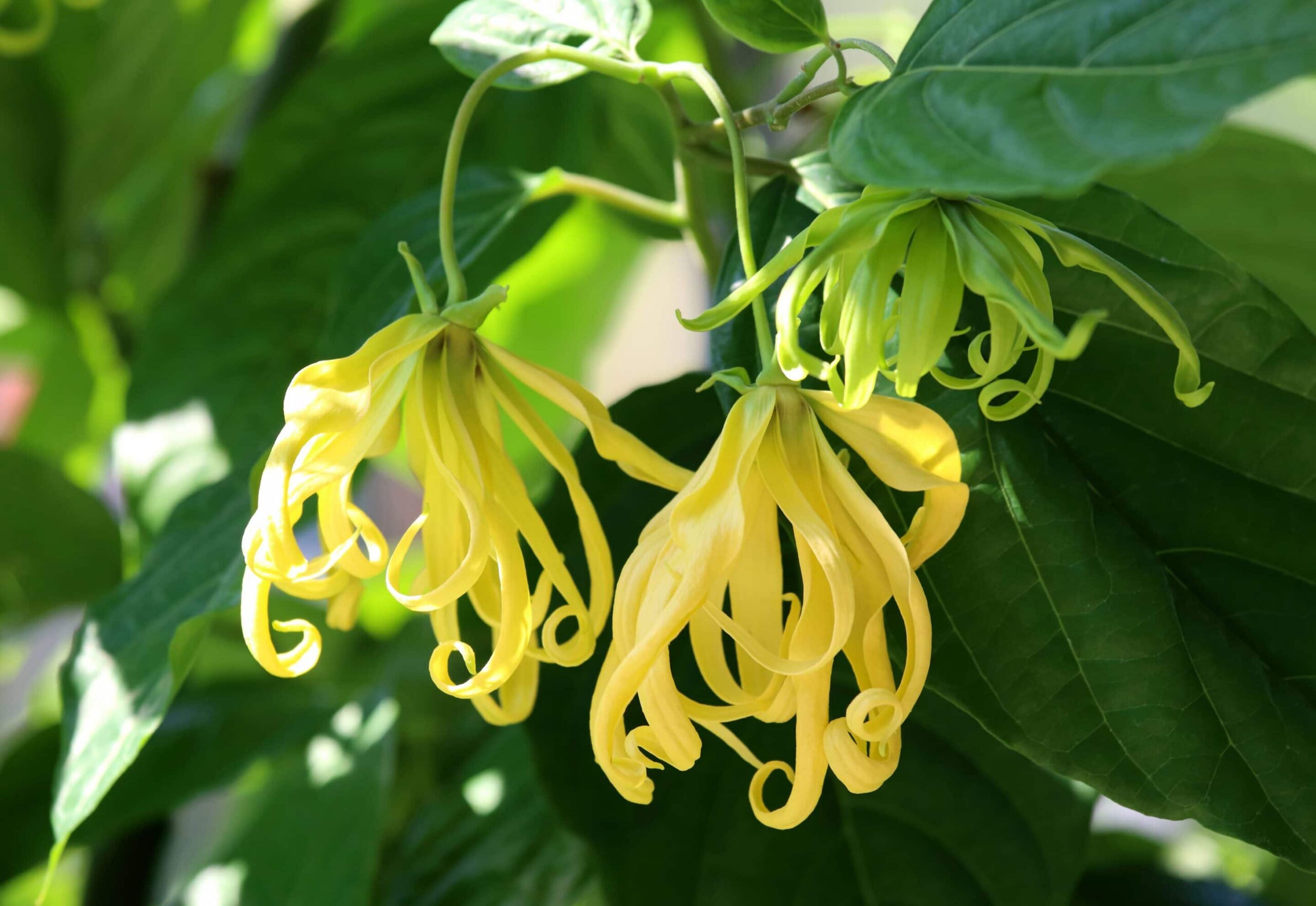 Ylang Ylang Oil-min