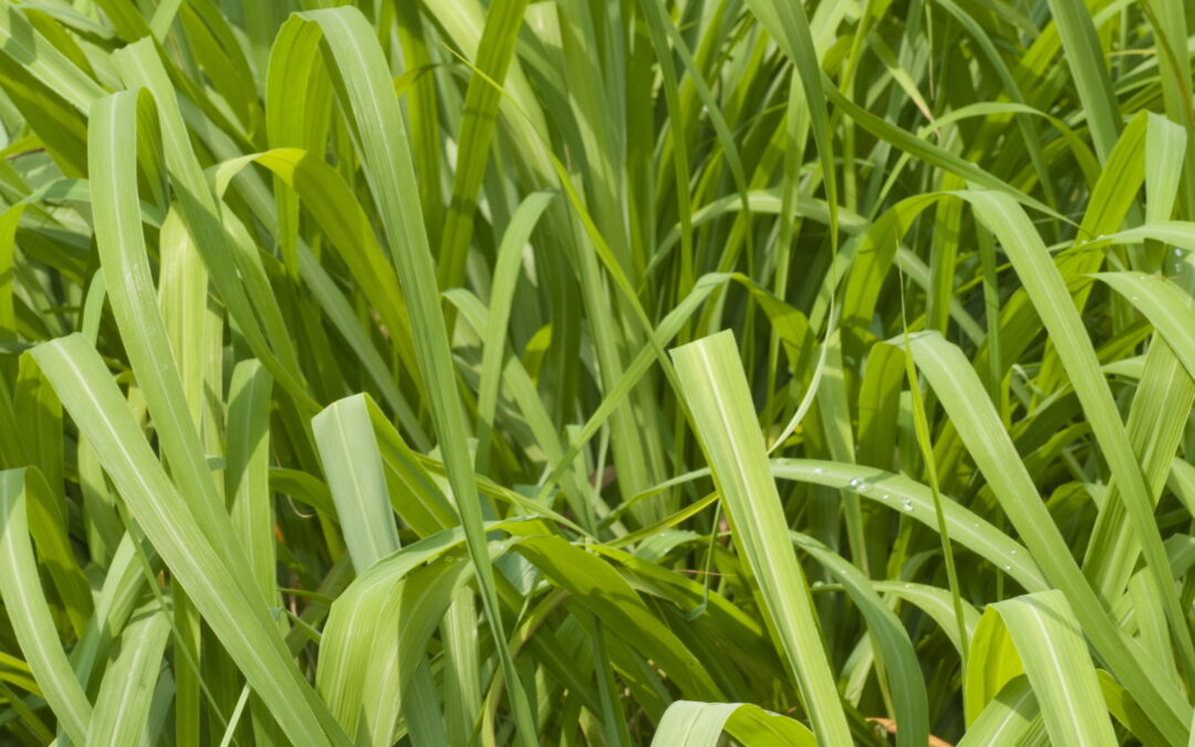 Did you know that Citronella Oil acts as a repellent by masking the human fragrances that insects find appealing?