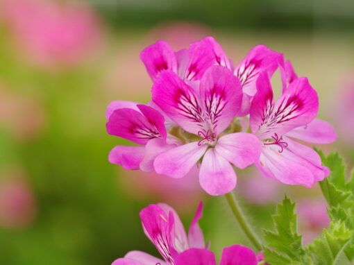 Did you know that it’s not the flowers that carry Geranium’s powerful scent, but the leaves?