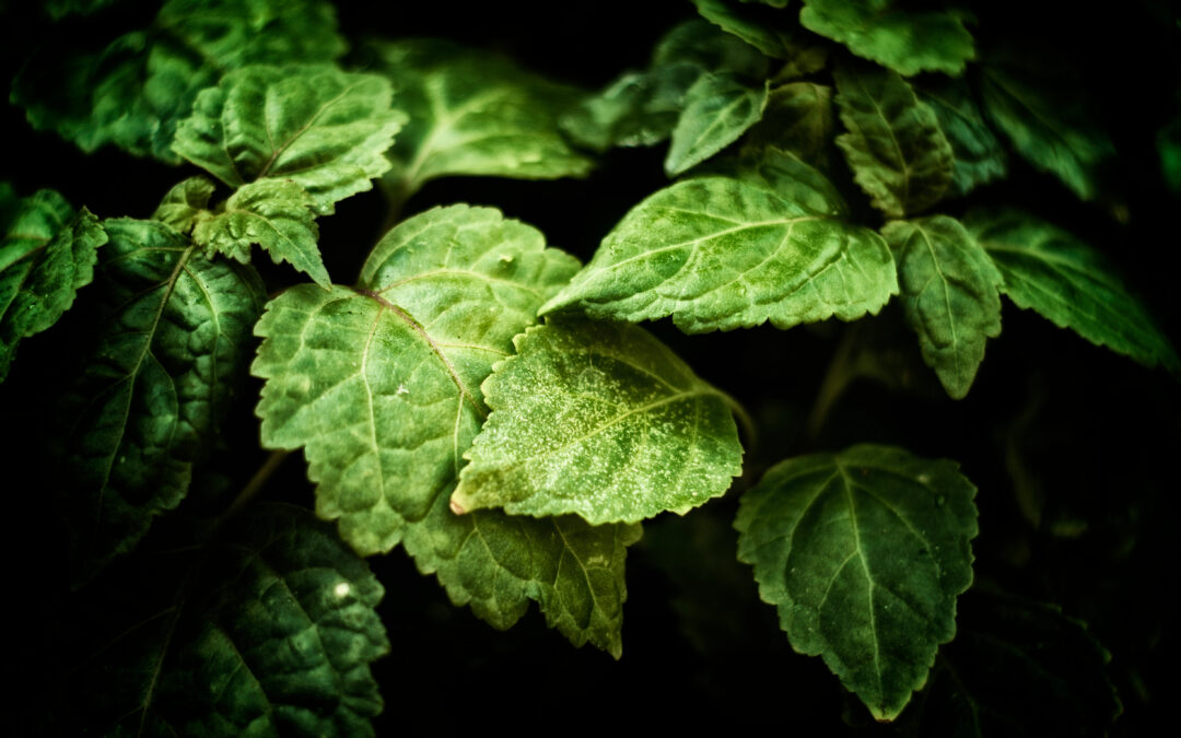 Patchouli means authenticity in the fabrics industry, want to know why?