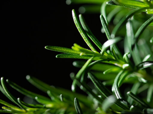 Which fragrant herb is called Dew of the Sea?