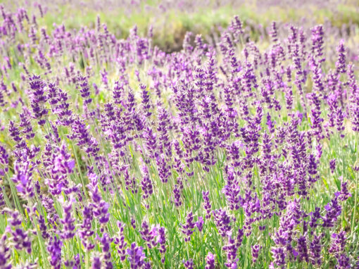 Regarded as one of the most essence therapeutically, lavender oil is definitely a must-have.