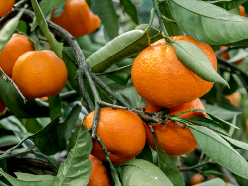 Did you know that mandarins have many healing properties? Keep reading to find out more about the Red Mandarin Essential Oil!