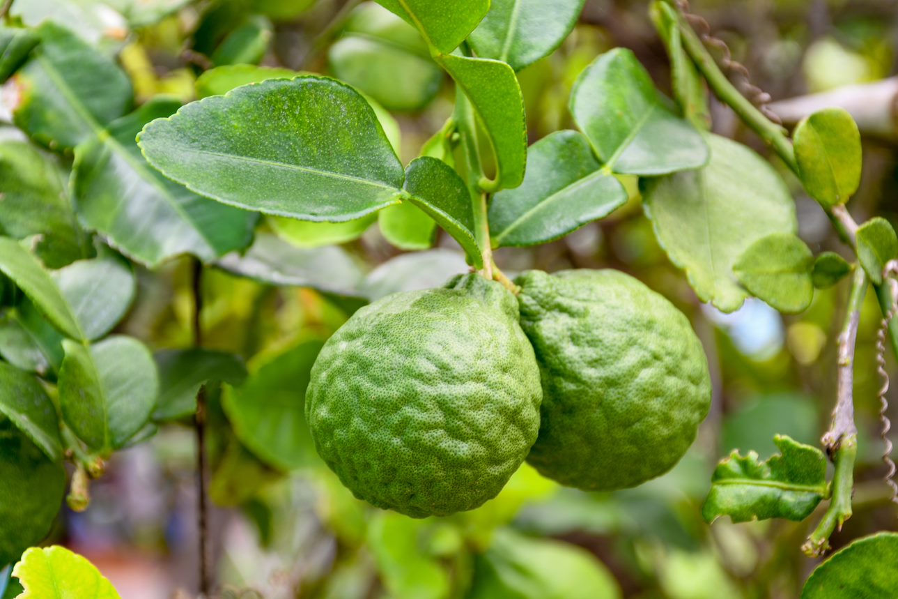 red mandarin essential oil