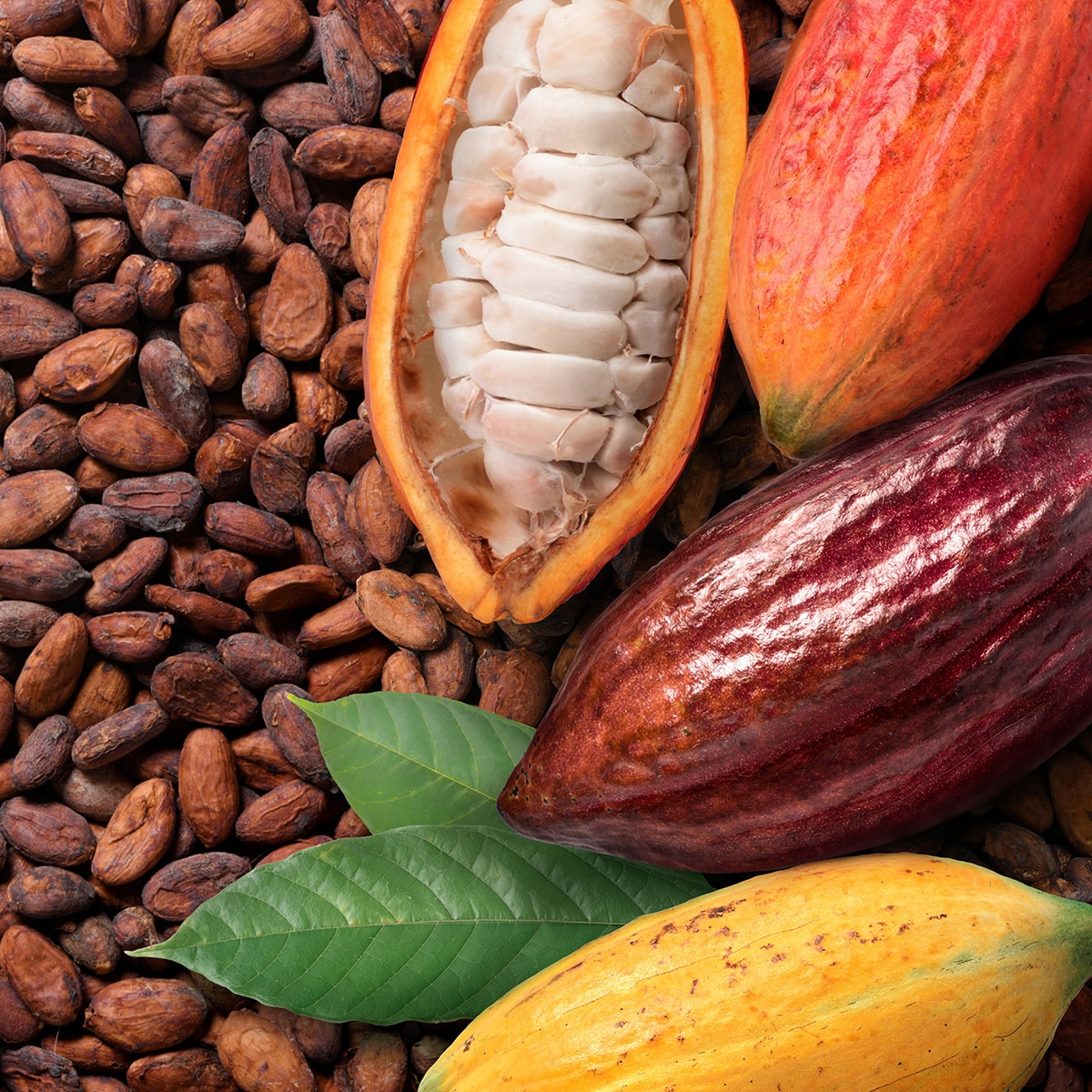 Cocoa Extract