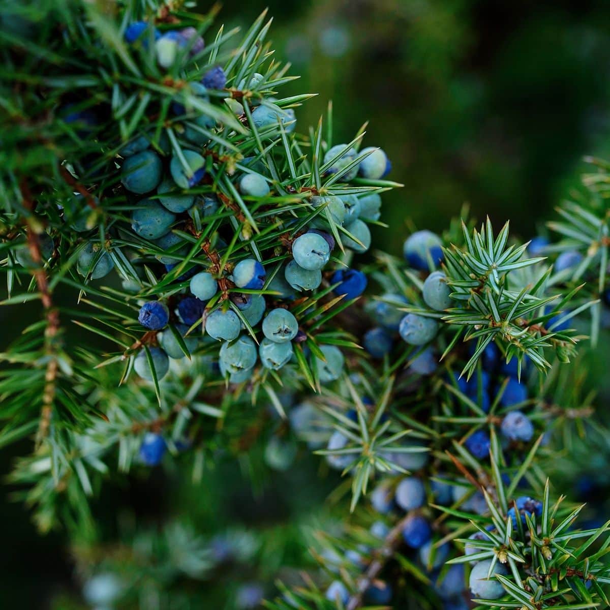 Juniper Berry Extract