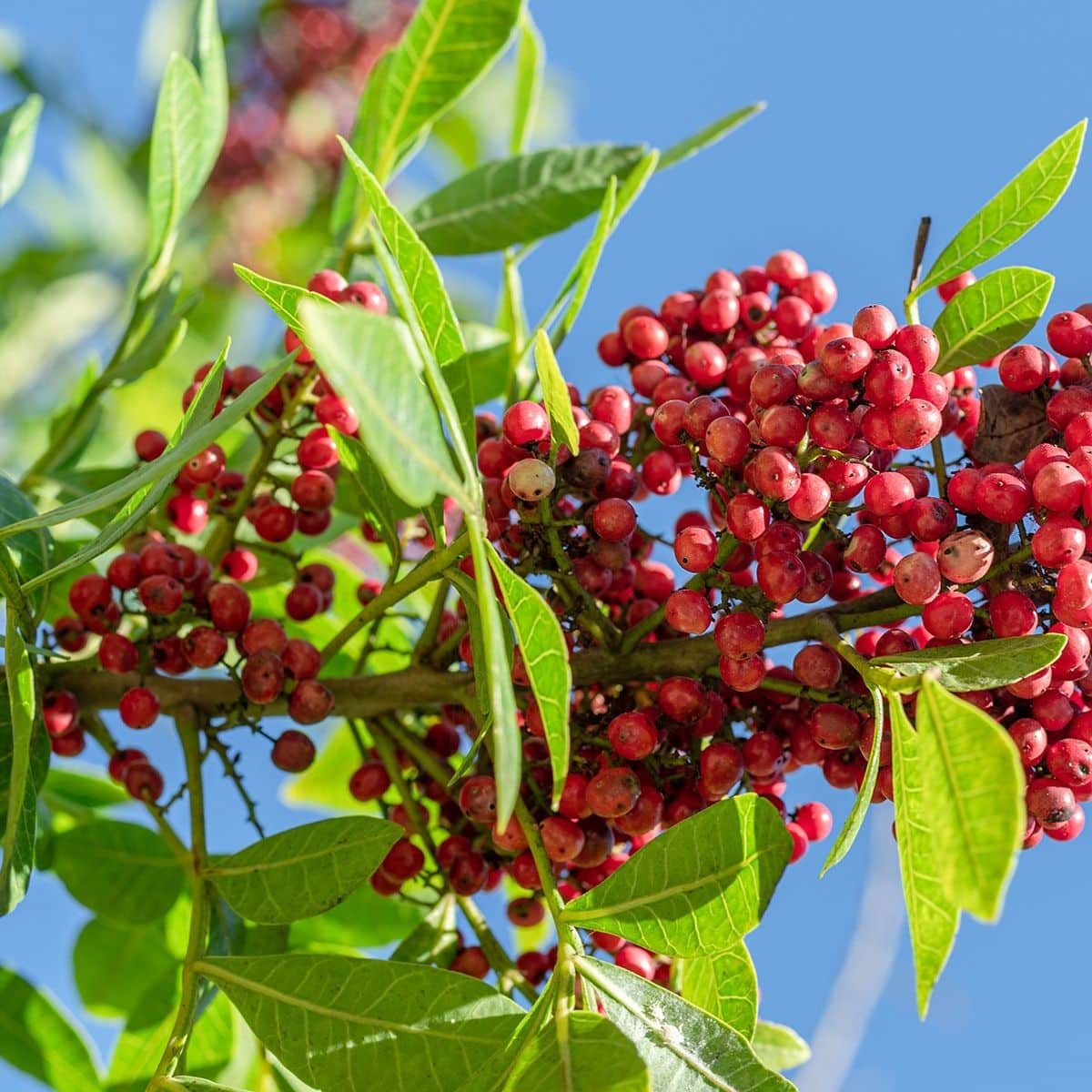 Pink Pepper Extract Pink Pepper Extract