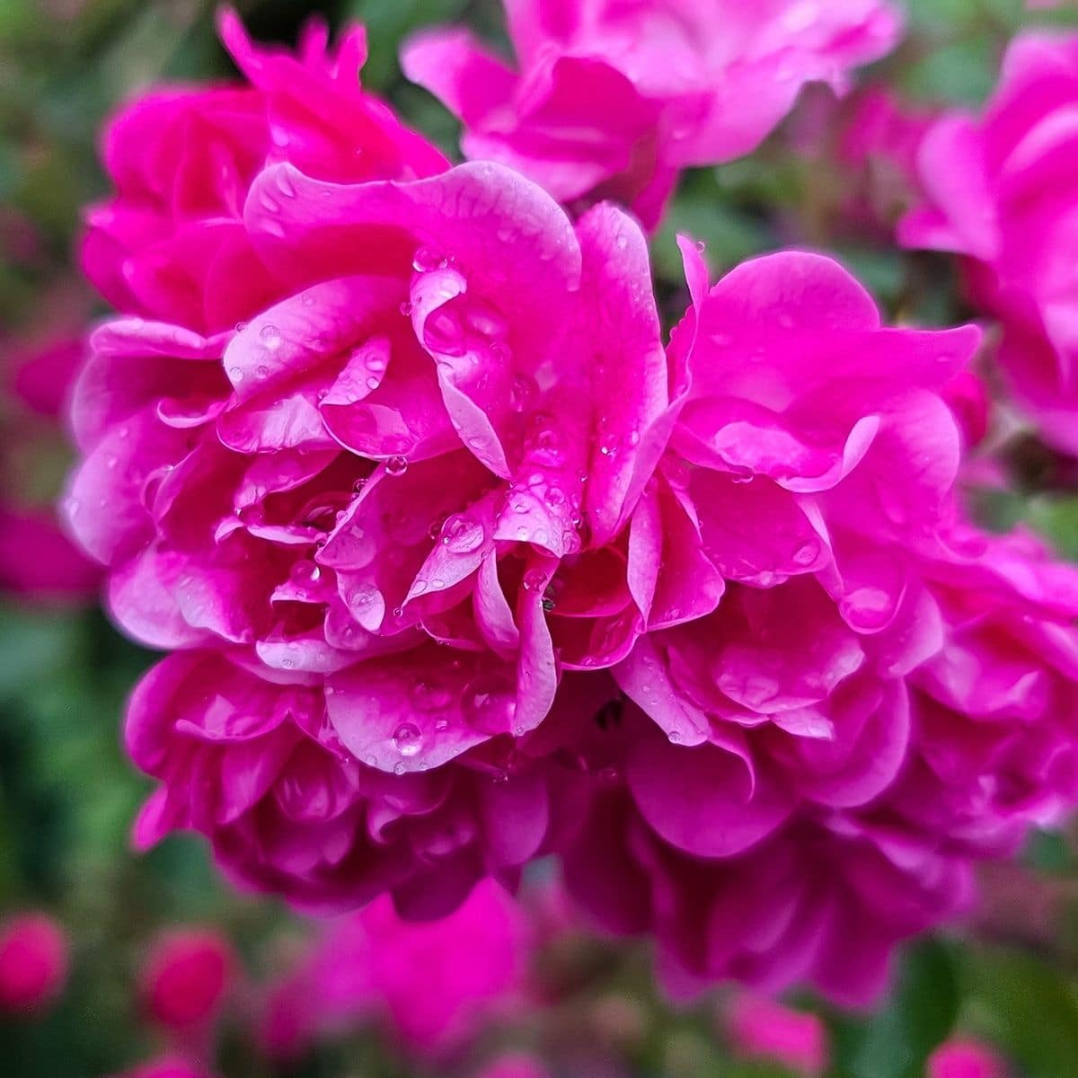 Turkish Rose Extract