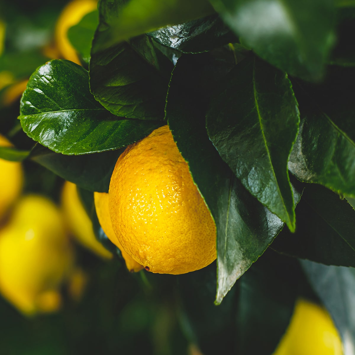 Lemon Terpeneless Extract