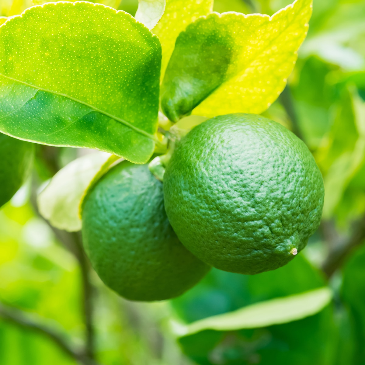 Lime Terpeneless Extract