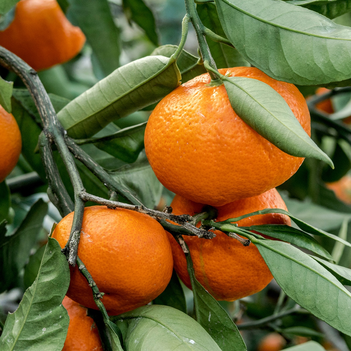 Mandarin Extract