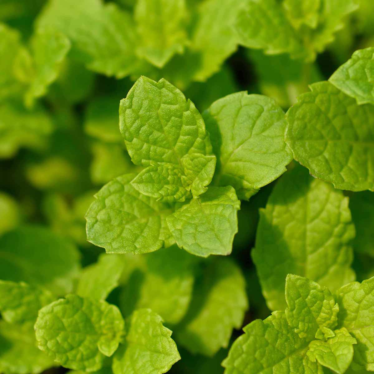 Garden Mint Extract