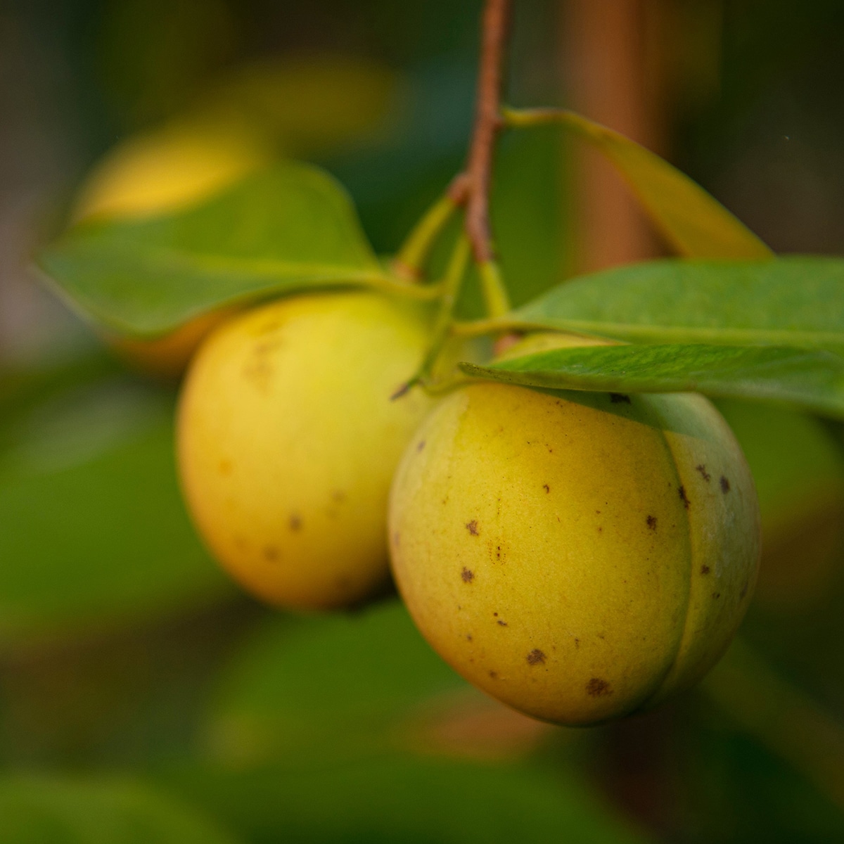 Nutmeg Oil Low Safrole