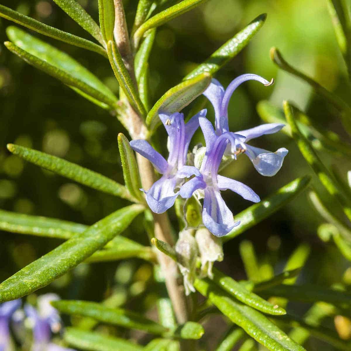 Rosemary Extract