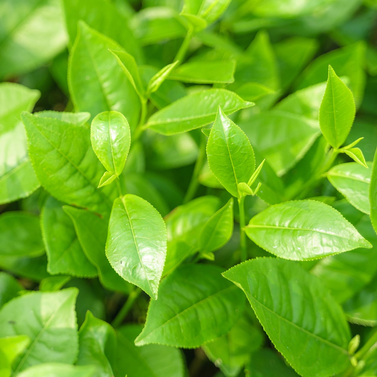 Tea Extract